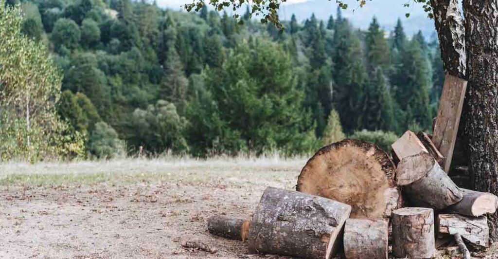 В Самаре в Парке мира вырубят около ста деревьев