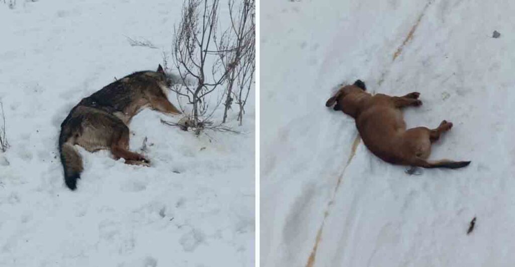 Бились в предсмертных конвульсиях: в Самарской области устроили самосуд над бездомными собаками