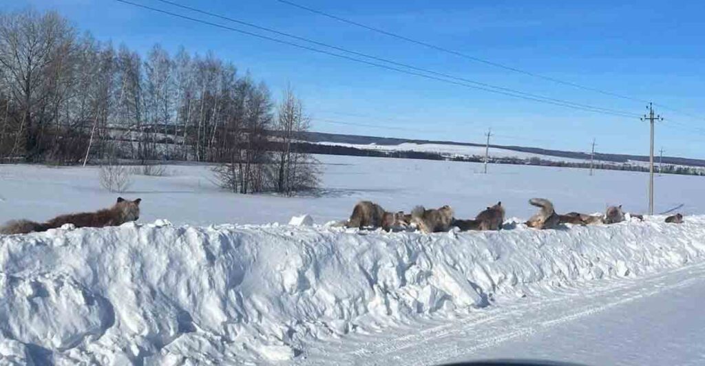 Погода чапаевск самарская область