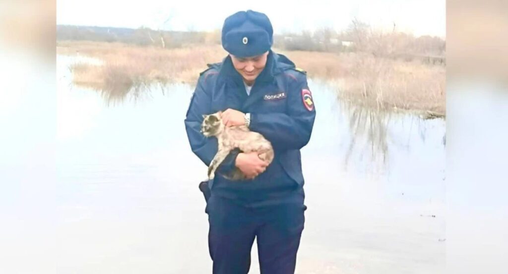 В Самарской области экстренные службы помогают животным выбраться из зоны подтопления