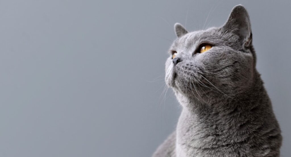 В сети появилась информация о популярных кличках самарских кошек