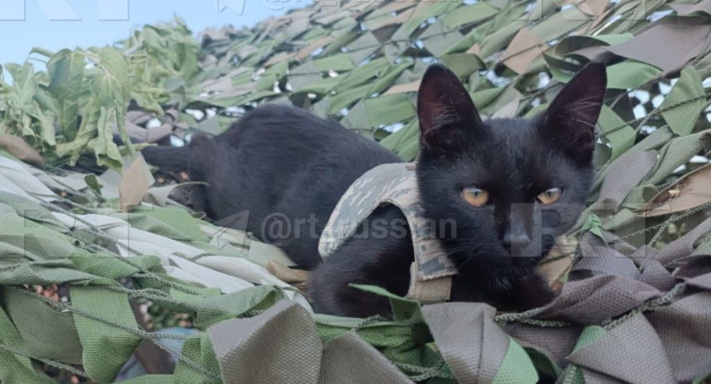 «RT»: Челябинские военные показали боевого кота Дизеля