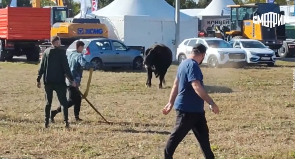 Черный бык сбежал из стойла на агровыставке под Самарой