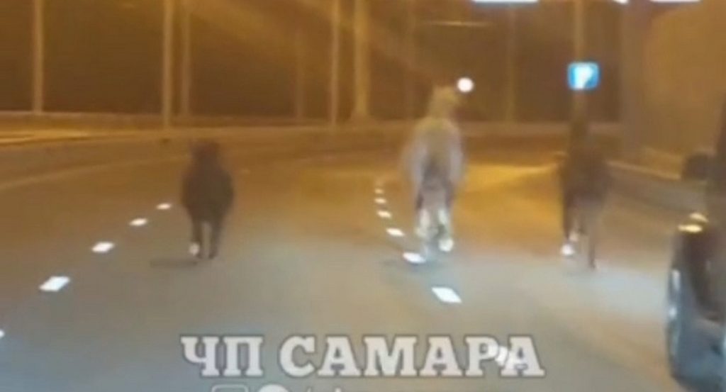 В Самаре на оживленной дороге устроили скачки три лошади