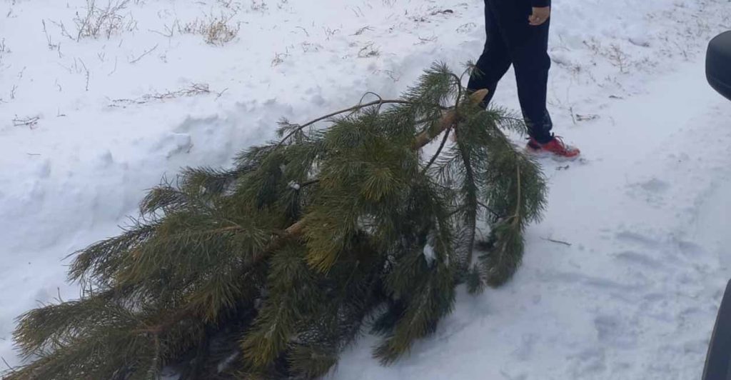 В Самарской области за незаконную рубку сосны накажут местного жителя