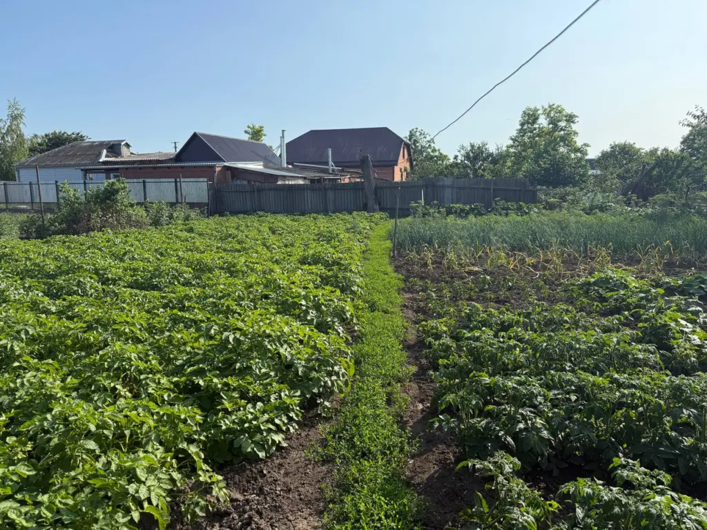 Беру продукт с кухни — и сорняки исчезают без следа: лайфхак для практичных садоводов