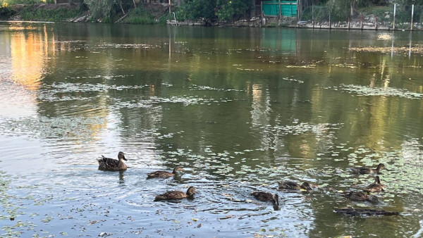 Экстремально высокое загрязнение воды в реке Падовке под Самарой