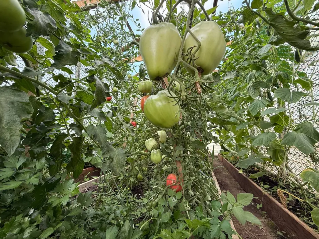 Полный провал — 6 худших сортов томатов сезона этого года: безвкусные и мелкие — не помидоры едим, а орехи грызем
