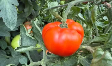 Пятерка самых вкусных сортов томатов — до 15 кг с куста: идеальные помидоры в банку или салат — аж сахар на разломе