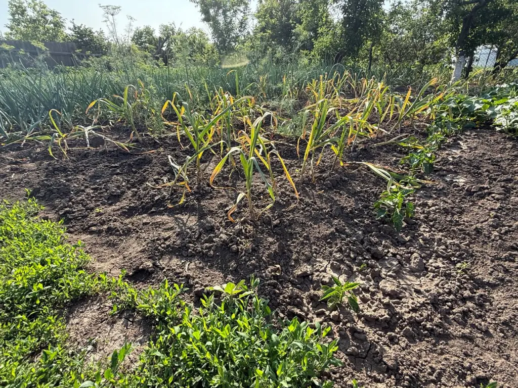 Посадка чеснока осенью: пролейте грядки этим дешевым аптечным средством перед посадкой — урожай вырастет с кулак