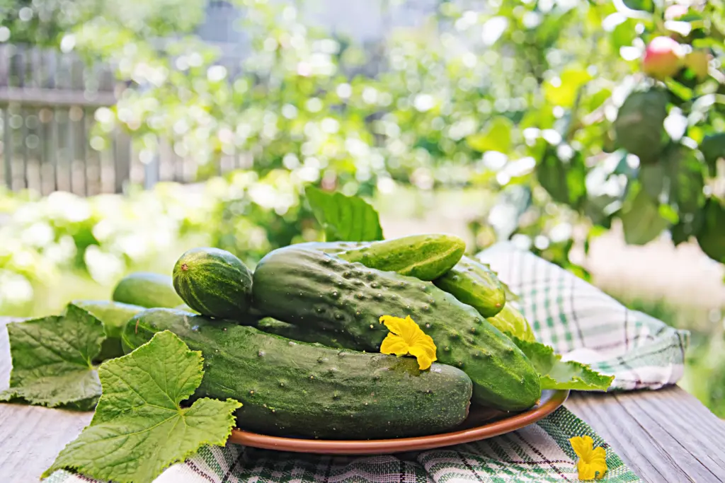 Три самых урожайных сорта огурцов: ещё и на вкус прекрасны – болеть и горчить не будут