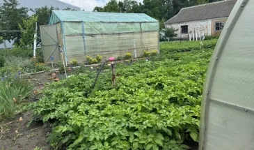 Выращиваю картофель по методу Балабанова и получаю по 100 клубней с куста: объясняю по шагам, как правильно повторить