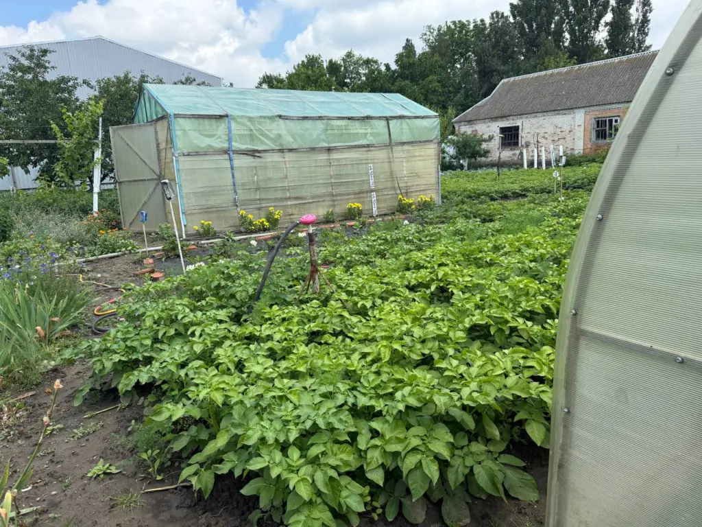 Выращиваю картофель по методу Балабанова и получаю по 100 клубней с куста: объясняю по шагам, как правильно повторить