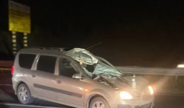 Лось не выжил после аварии с автомобилем на дороге неподалеку от Самары