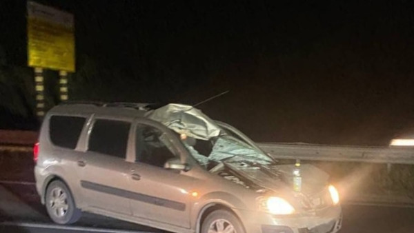 Лось не выжил после столкновения с автомобилем на трассе рядом с Самарой