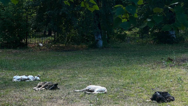 Под Самарой введен карантин из-за смертельной болезни