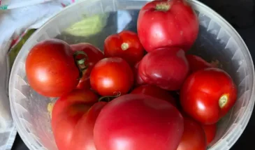 Пять сортов обалденно вкусных томатов — лучшие из проверенных: собираю шикарный урожай даже без особого ухода
