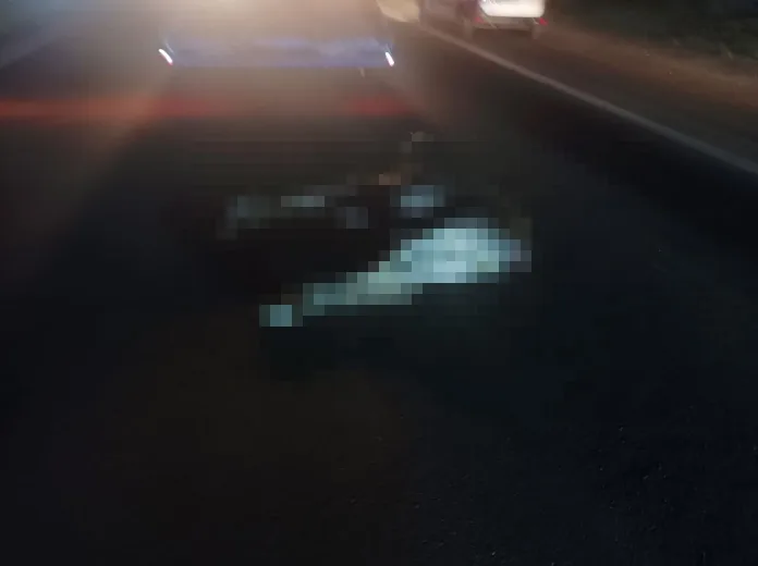 Лось не выжил после аварии с автомобилем на дороге неподалеку от Самары