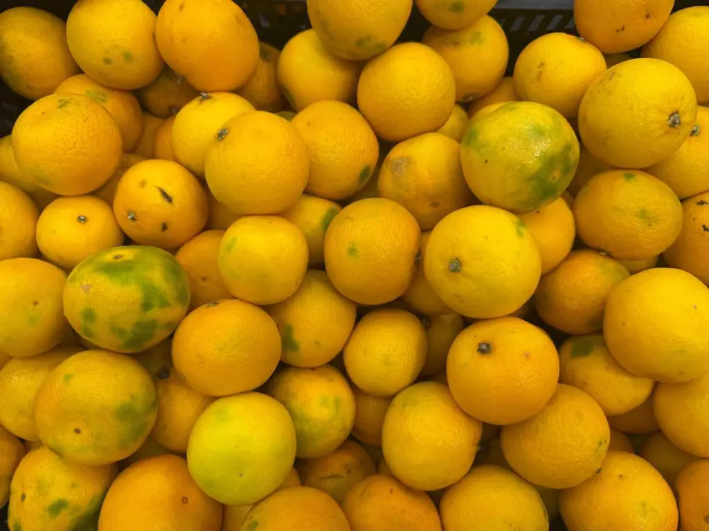 Не дайте себя обмануть: как отличить настоящие абхазские мандарины от турецких — теперь покупаю без труда и сомнений