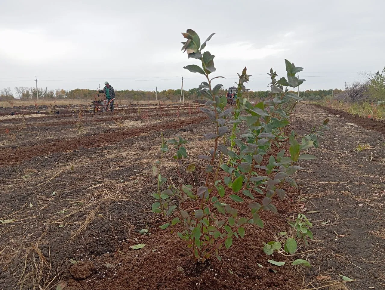 Появились изображения первой коммерческой плантации голубики в окрестностях Самары