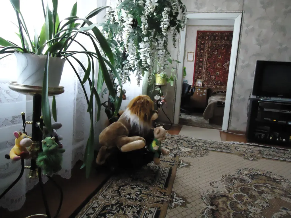 Кладу одно средство из аптечки в горшок: гарантировано оживают даже самые умирающие домашние растения