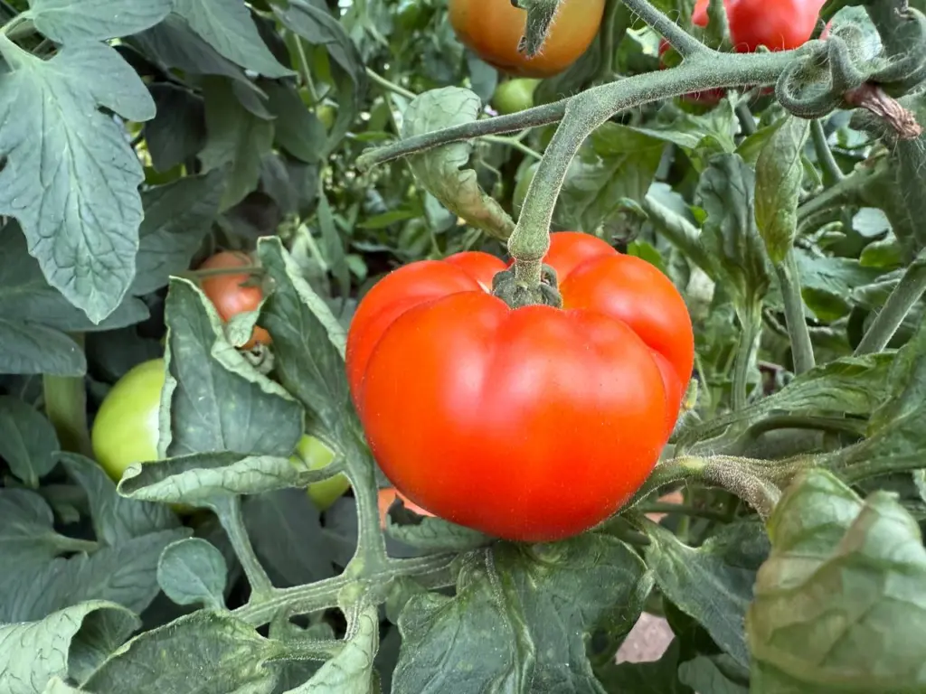 Дачники открыли охоту за семенами этих томатов с осени: такие помидоры растут гроздьями по 20 штук, а вкус — медовый