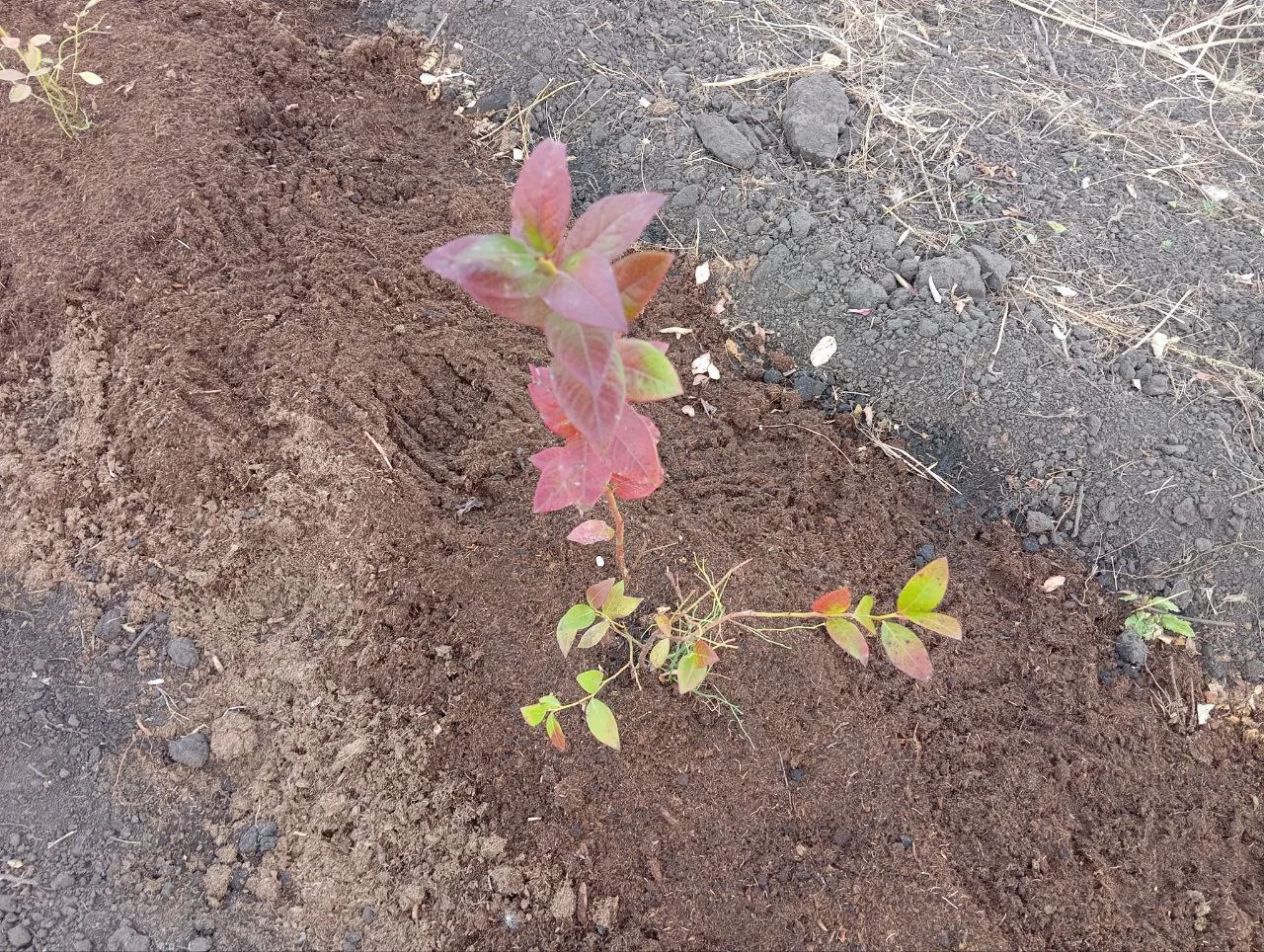 Появились изображения первой коммерческой плантации голубики в окрестностях Самары
