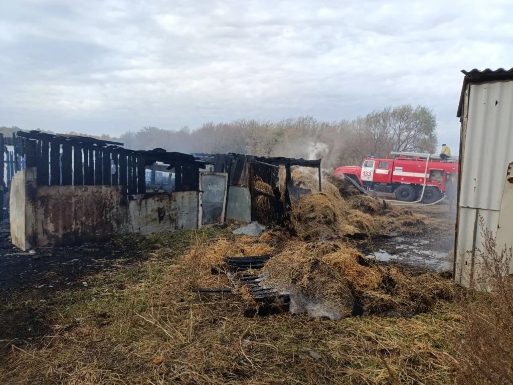 В Большечерниговском районе 40 животных погибли в сгоревших хозяйственных строениях