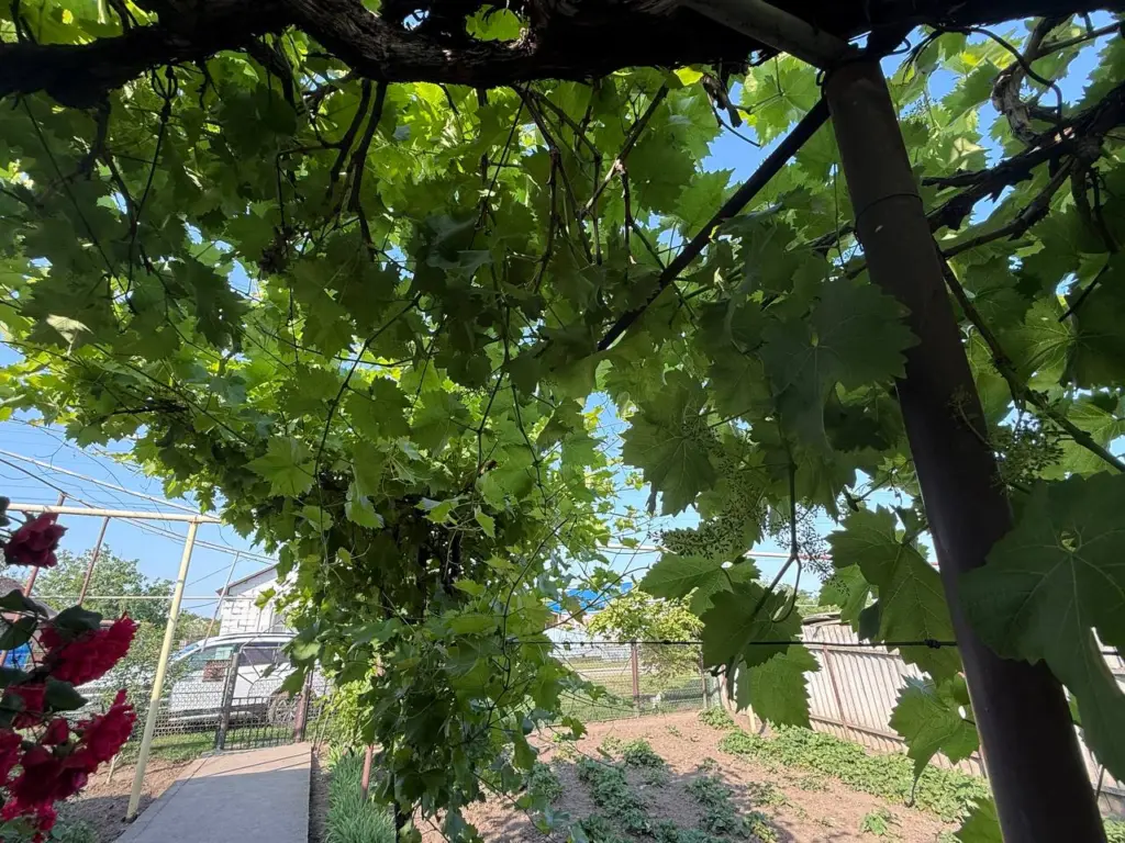 Как укоренить черенки винограда дома: три обычных рабочих способа без суеты