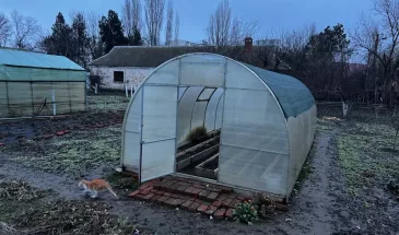 Дорогой навоз больше не нужен — соседка-огородница поделилась хитрым советом для шикарной почвы с помощью копеечного средства