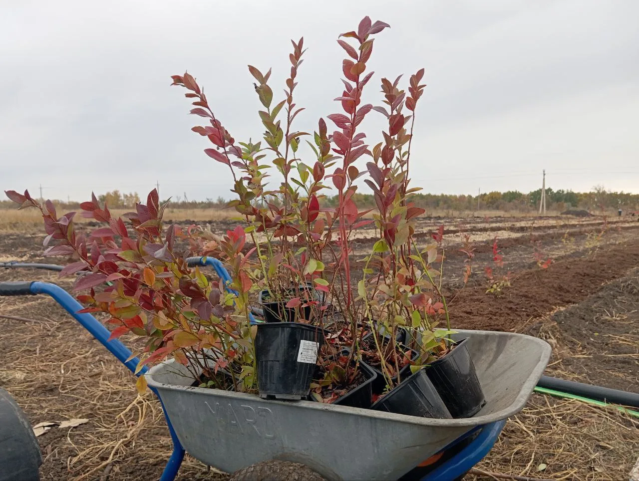 Появились изображения первой коммерческой плантации голубики в окрестностях Самары
