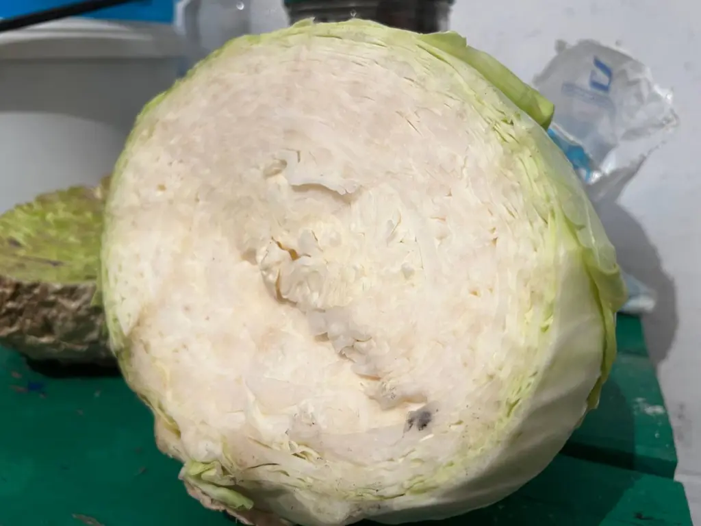 Изумительнее этой капусты в жизни не ела: даже вкуснее солянки — любимое горячее блюдо всей семьи