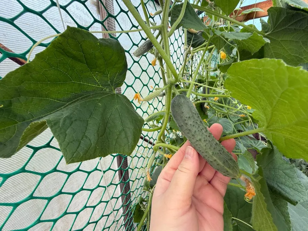 Три самых урожайных сорта огурцов: ещё и на вкус восхитительны – однозначно болеть и горчить не будут