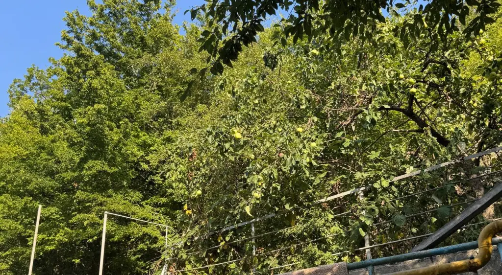 В ноябре обматываю яблони и груши фольгой. Весной дерево чистое, радует глаз и цветёт на зависть соседям