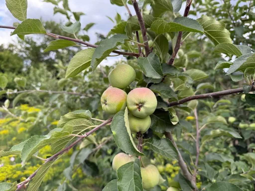 Всем яблоням и грушам в октябре — срочно: защищаю на всю зиму, обливаю стволы ежегодно и кора целая, вредители спят, а весной — ни одного нароста