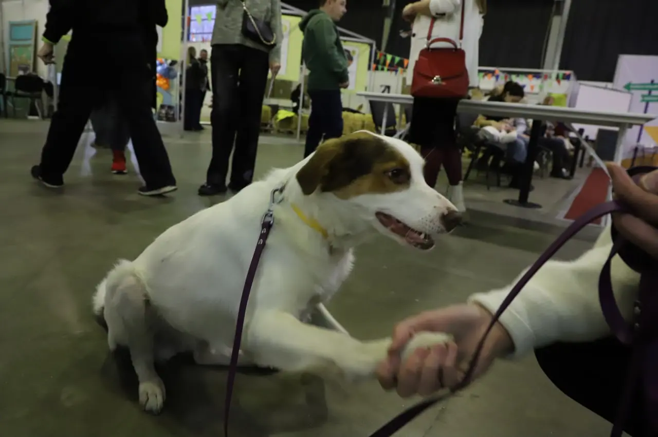 В сети появились фотографии питомцев из приютов, которых жители Самары могут взять к себе домой