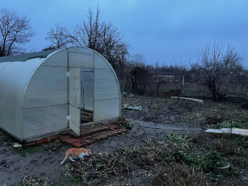 Почва в теплице никогда не истощается: под зиму засеваю ее «спящими» сидератами — весной они просыпаются первыми