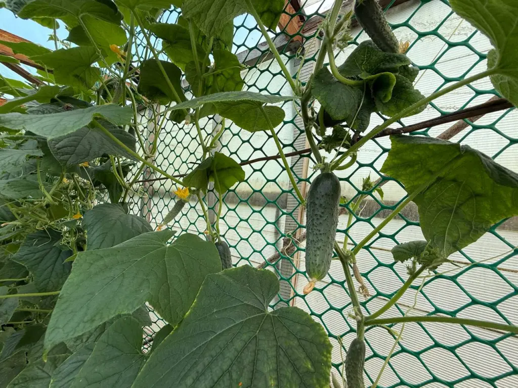 Дачники, 3 сорта огурцов — самый топ: опыляются самостоятельно, плодами валят неистово