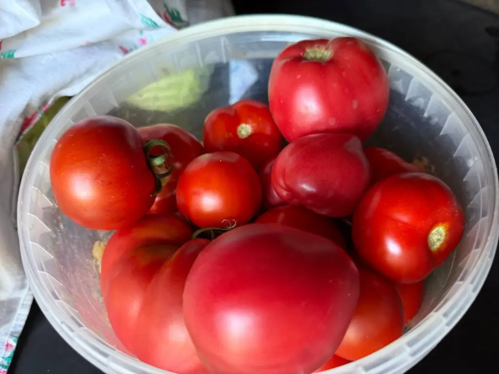 Самые урожайные сорта томатов — дают 6-7 кг с куста: помидоры сладкие и сахаристые — прекрасный вкус и размер