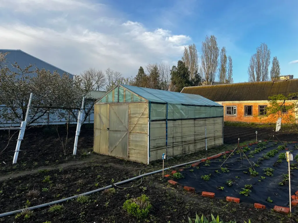 Вот как просто защитить грядки от слизней: делаю ловушку из пластикового стаканчика — экологично и стоит копейки