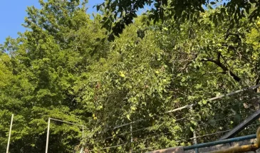 Всем яблоням и грушам в ноябре — защита на всю зиму: обрабатываю стволы каждый год— и кора целая, вредители спят, а весной — ни одного нароста