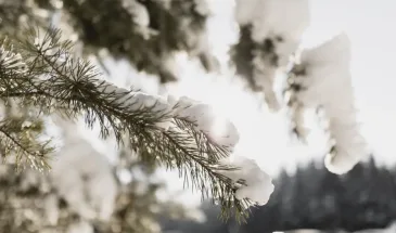 Такой зимы не было 250 лет: метеорологи рассказали, к чему готовиться