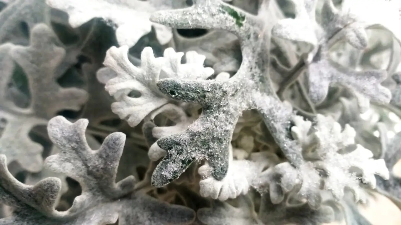 Фоторепортаж: скромный снег в конце ноября в старинной части Самары