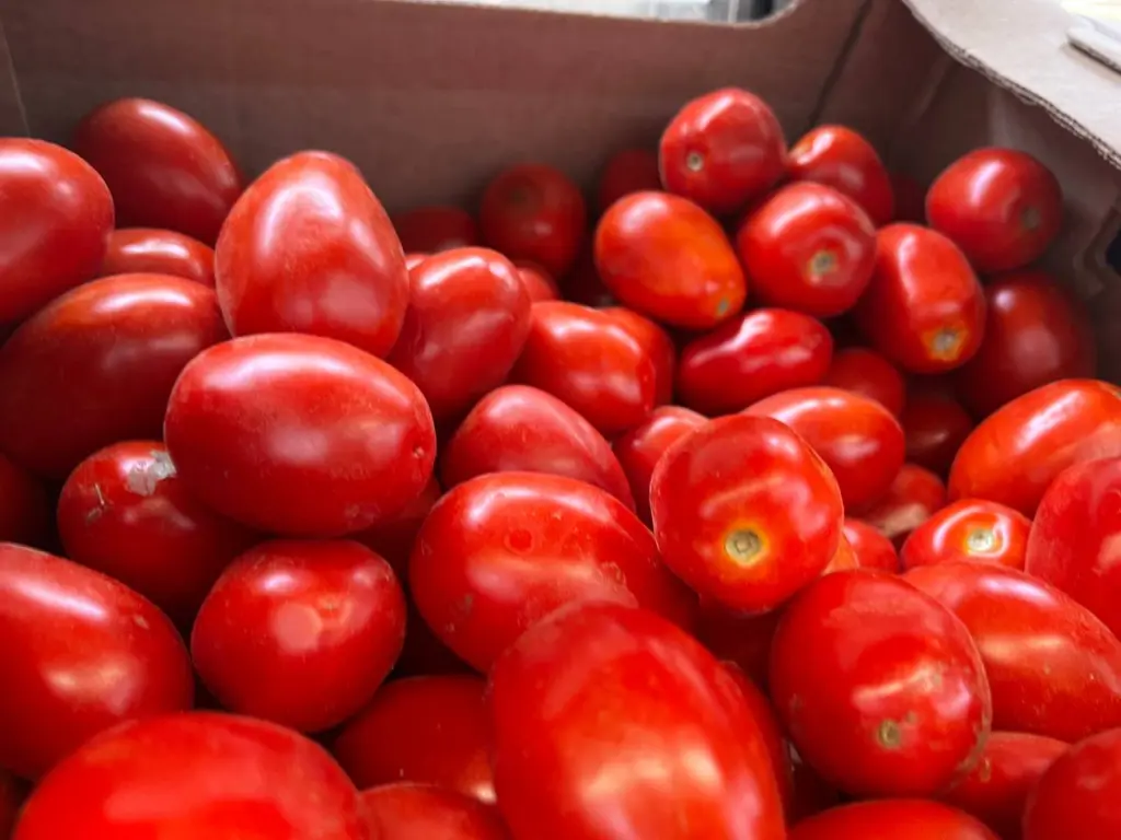 Не помидоры, а настоящий «крутыш»: 10 шт. в кисти, урожай до 9,5 кг с 1 метра