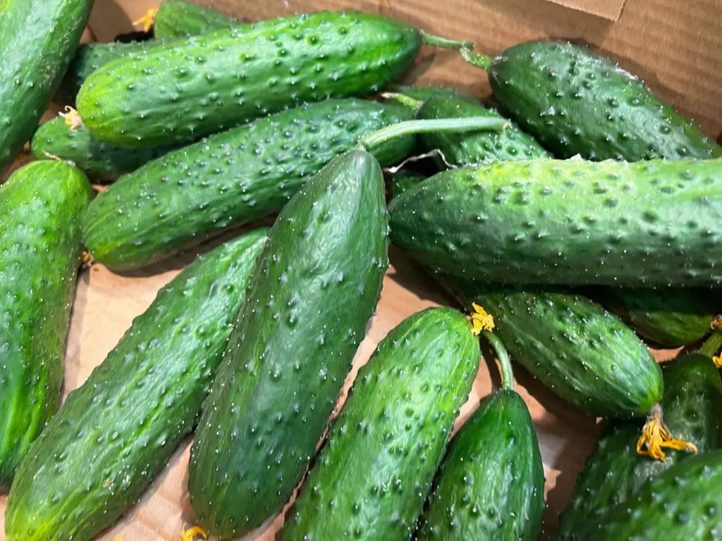 Огуречный бум 2026: новые пучковые гибриды гарантируют рекордные урожаи и меньше труда