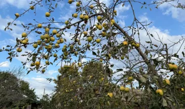 Сохраняем яблоки свежими до лета: 2 старинных лайфхака, которые использовали наши предки