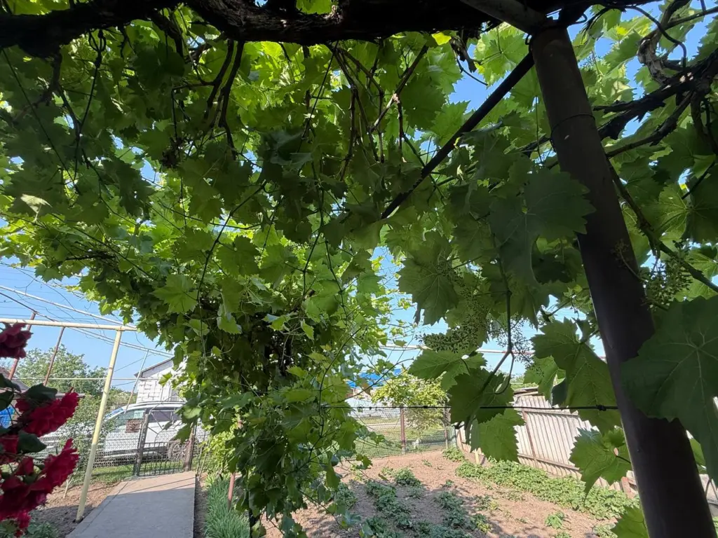 Чем и как важно обработать виноград перед укрытием на зиму: весной в восторге от зеленой лозы — болезней меньше в два раза