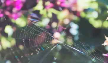 Все кусты в паутине: когда это сигнал беды и какая обработка поможет спасти растения