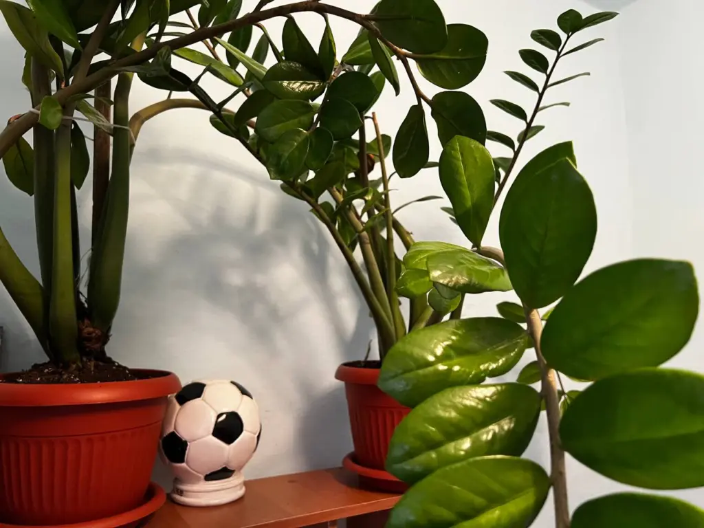 Этот распространенный домашний цветок сильно отравляет жизнь и приносит в дом несчастья