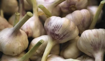 Сажаю чеснок по методу эстонца: проще, чем раньше, а головки богатырские — идеально зимуют